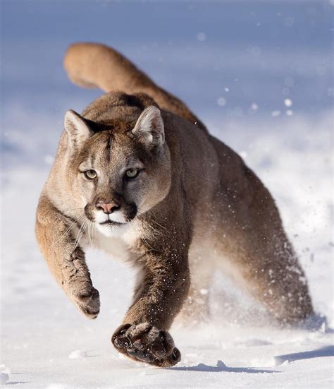 Pour Le Plaisir Des Yeux — Beautiful Wildlife Puma By