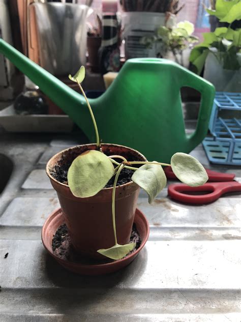 How to revive dead money plant. ICU needed! Spotted this money plant at work the other week, just gone back to the same office ...
