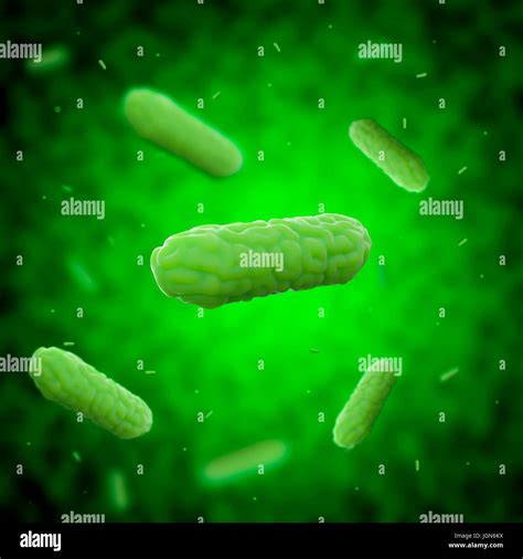 Las Bacterias Bordetella Pertussis Ilustración Fotografía De Stock Alamy