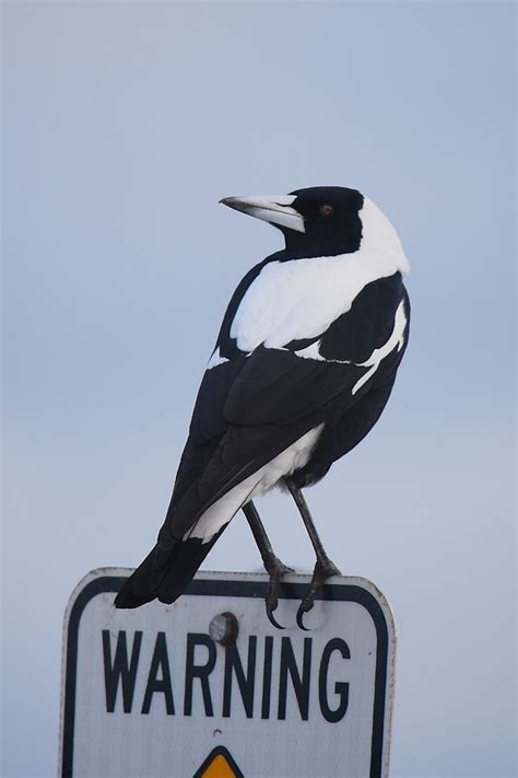 Pin By Otto Cernoch On Collingwood Football Club Pet Birds