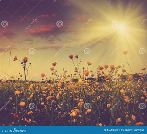 The Boundless Field And Blooming Colorful Yellow Flowers In The Sun