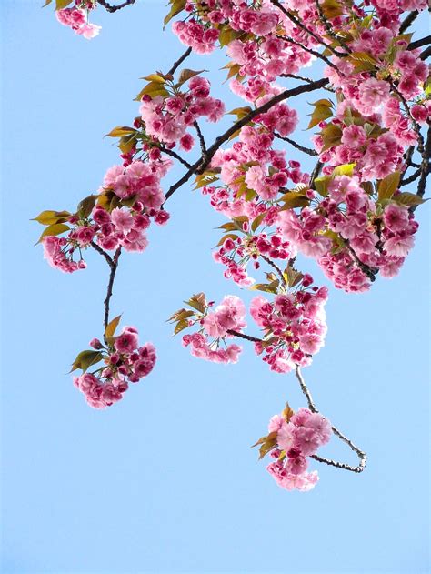 Sakura Tree Branch Sekiro
