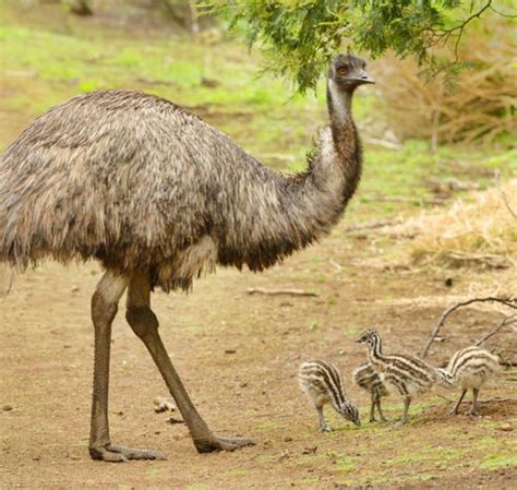 Emu loader 8.4.3 eevon 18:49. Colliers International | Australia's largest Emu Farm on ...