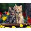New Cats Wallpaper / Cute Funny Beautiful