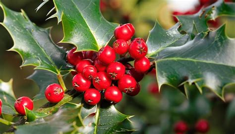 Premium Photo Red Holly Berries On The Tree