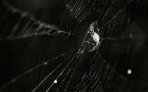 Hd Wallpaper Insects Spiders Spider Webs Hd Wallpaper Flare