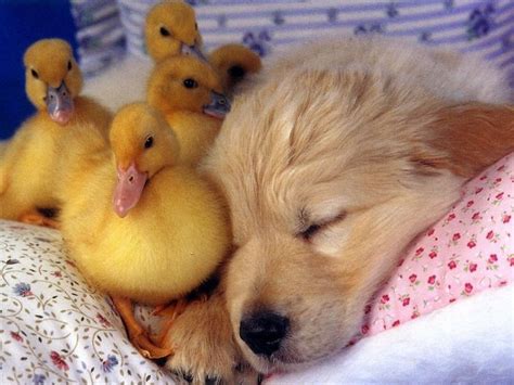 Sleeping Puppy With Baby Ducks Baby Animals Pinterest Puppys