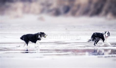 Selective Focus Photography Of Two Black And White Border Collies Runs