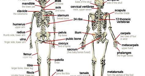 27 Diagram Of Human Body Organs Front And Back Wiring Diagram List