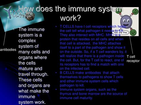 Ppt The Immune System Powerpoint Presentation Free Download Id9671590