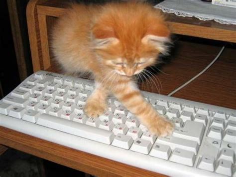 Cat Secretary Can Type With All 10 Fingers