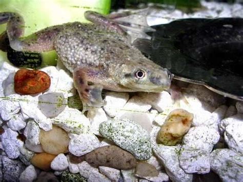 But fish can also turn the tables. African Dwarf Frogs Pack of 3
