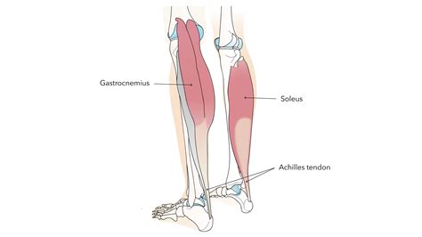 Gastrocnemius And Soleus Anatomy Calf Muscle Tightness Achilles