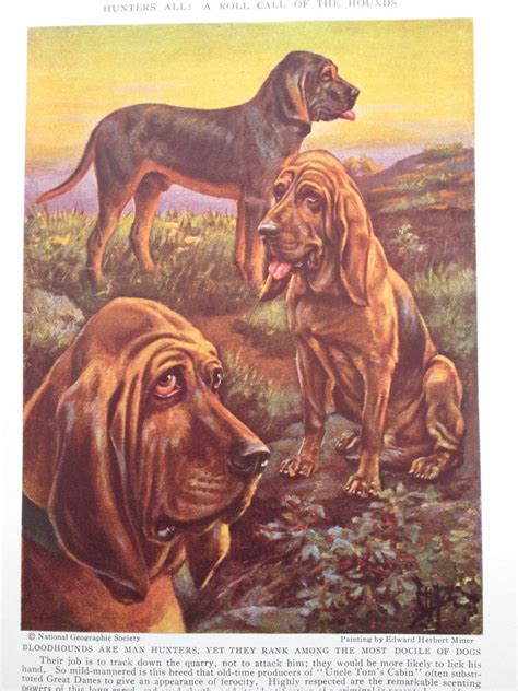 Bloodhounds Vintage Dog Print Illustration By Edward Herbert Etsy