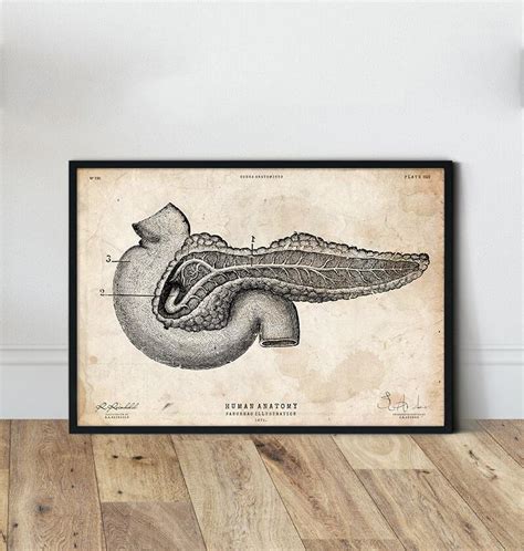 Pancreas Anatomy Print Codex Anatomicus