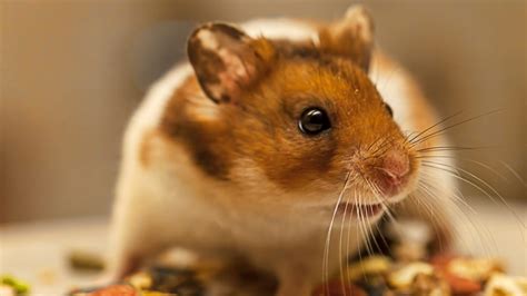 Are Hamsters Omnivores Rock Your Pets
