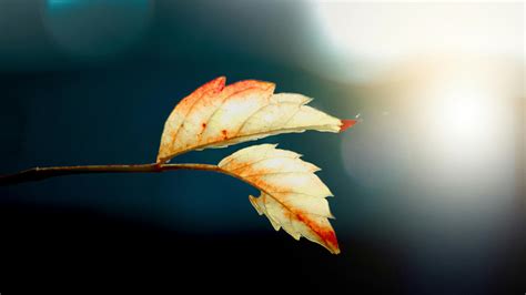 1000 Beautiful Autumn Leaf Photos · Pexels · Free Stock Photos