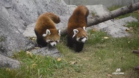 Baby Red Pandas Introduced At Calgary Zoo 660 News