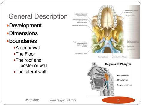 Ppt Surgical Anatomy Of The Nasopharynx Powerpoint Presentation Free