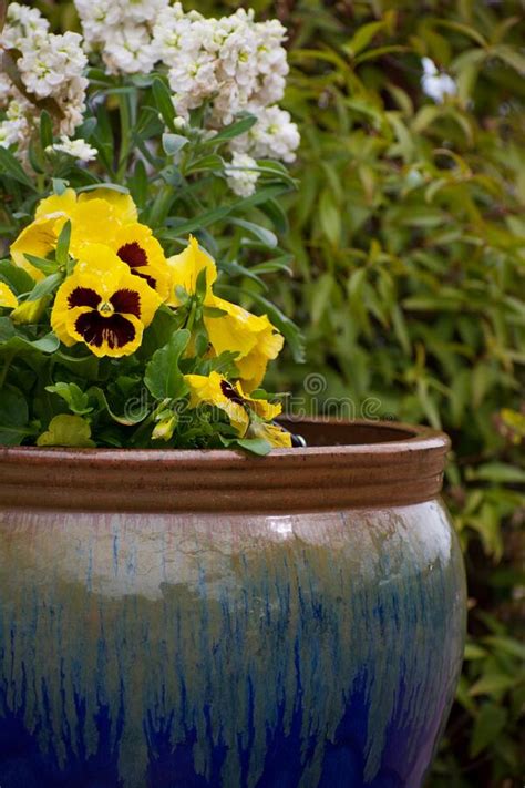 Yellow And Purple Pansies In Blue Ceramic Pot Outdoors Stock Photo