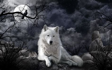 Image Wolves White Fantasy Moon Night Animals