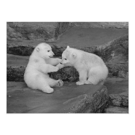 Two Polar Bear Cubs Poster