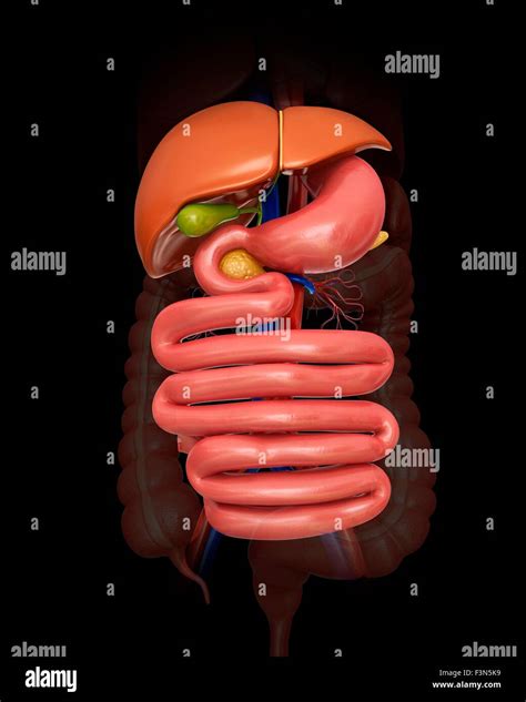 Abdominal Organs Hi Res Stock Photography And Images Alamy