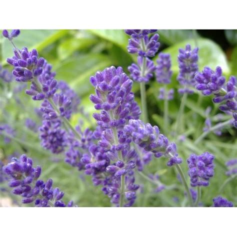 Lavender Common English Lavandula Angustifolia 500 Perennial Seeds