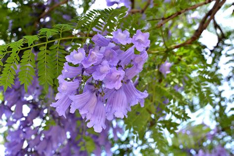 Jacaranda Mimosifolia Iplantz