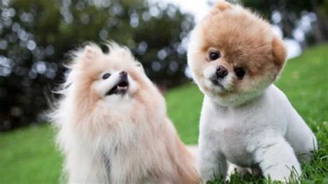 World's Cutest Puppies - YouTube