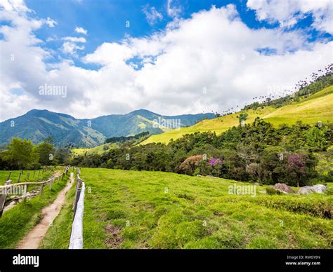 Beautiful Day Hiking Scenery Of Cocora Valley In Salento Colombia