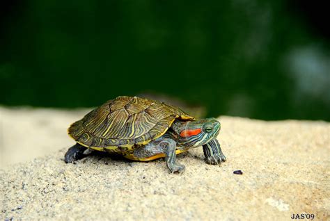 Turtle Wallpapers Wallpaper Cave