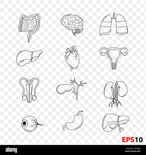 illustration of human internal organs anatomy thin line set set realistic isolated against white