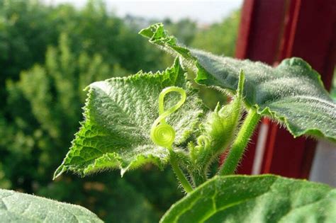 How To Grow Cucumbers Indoors Step By Step Guide House Grail