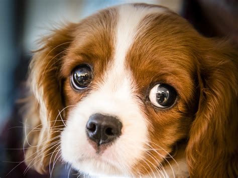 The Truth About Puppy Eyes And Why Theyre So Cute