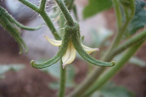 do tomato plants self pollinate how to hand pollinate greenupside