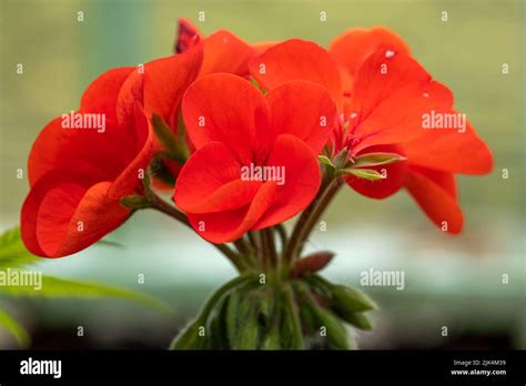 Detailed Close Up Of Geranium Best Red F1 Hybrid Stock Photo Alamy