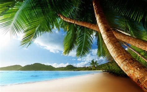 Palm Tree Beach Wallpaper Hd Picture Image