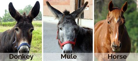 What Is The Difference Between A Horse Mule And Donkey