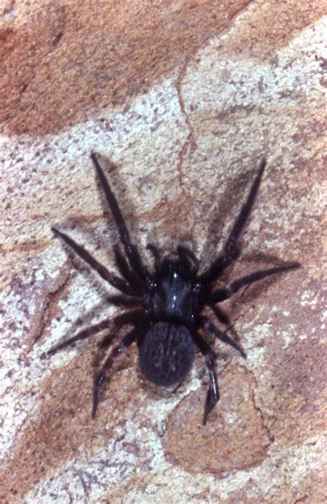 Black House Spider On Bark Australian Museum