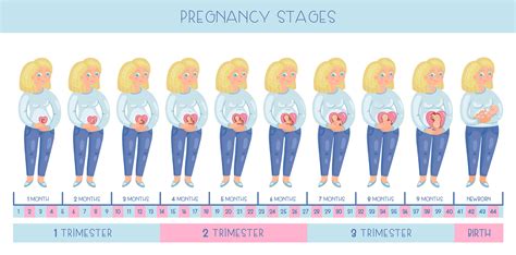 Pregnancy Stages On Behance