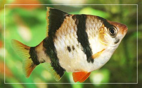 Also, because tigers are the most favorable crowd pleasers, recent studies. Tiger Barb Fish Lifespan - How Long Do Tiger Barbs Live For?
