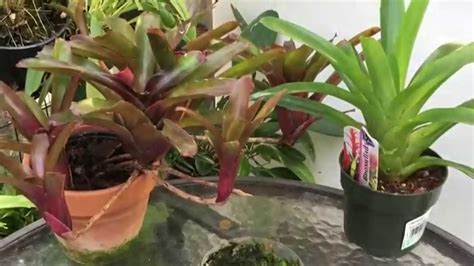 Growing Bromeliads From Seeds How To Sow Bromeliad Seeds Youtube