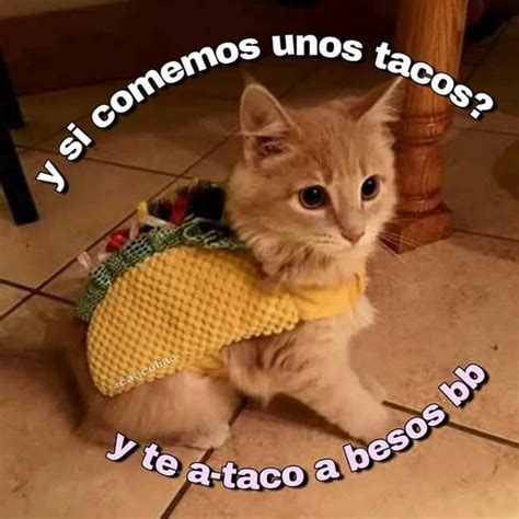 Taco Cat Top Memes Best Memes Memes Lindos Cute Love Memes Spanish