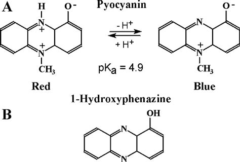 Pseudomonas Aeruginosa Pyocyanin Directly Oxidizes Glutathione And