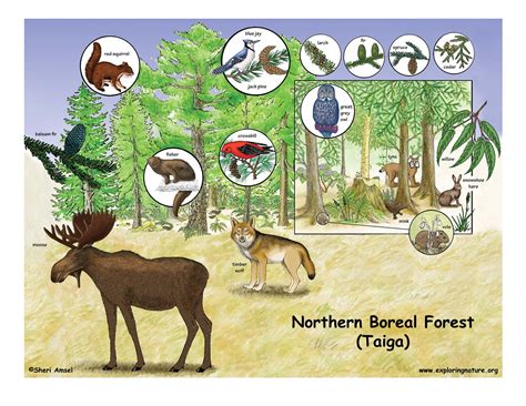 Boreal Forest Poster