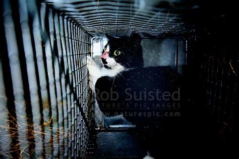 Wild Cat Felis Canis Caught In Trap Feral Cat In Trap Pest Cat