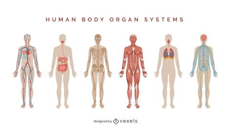 Descarga Vector De Conjunto De Ilustración De Sistemas Del Cuerpo Humano