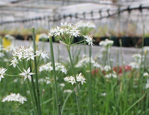 Wild Garlic Edible Flowers Allium Nurtured In Norfolk