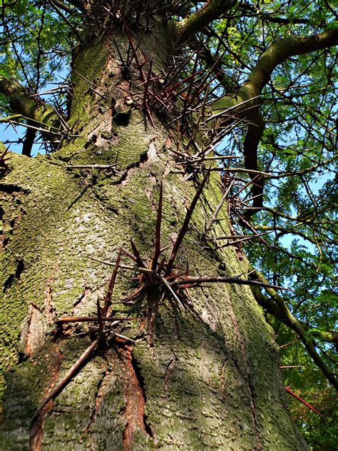 Strange Tree With Thorns On The Bark Martin Novotný Flickr